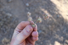 Eriogonum saxatile