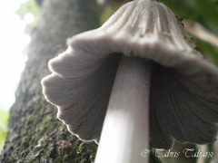 Basidiomycota