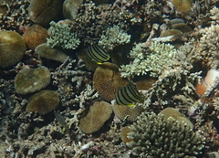 Chaetodon octofasciatus