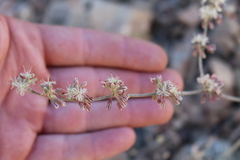 Eriogonum saxatile