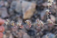 Eriogonum saxatile