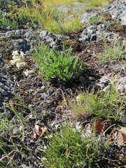 Silene altaica