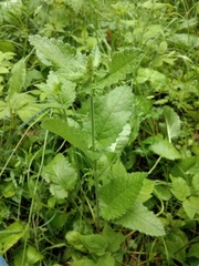 Betonica officinalis