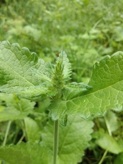 Betonica officinalis