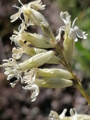 Silene altaica