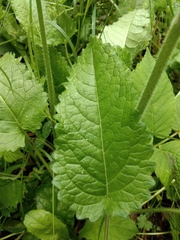 Betonica officinalis