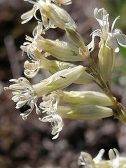 Silene altaica