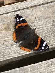 Vanessa atalanta