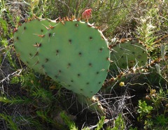 Opuntia mackensenii