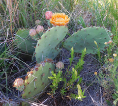 Opuntia mackensenii