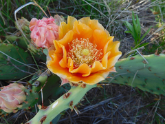 Opuntia mackensenii