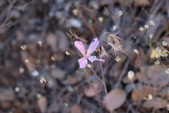Clarkia bottae