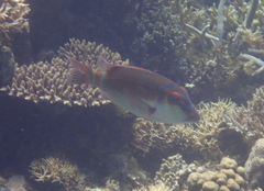Lethrinus erythropterus