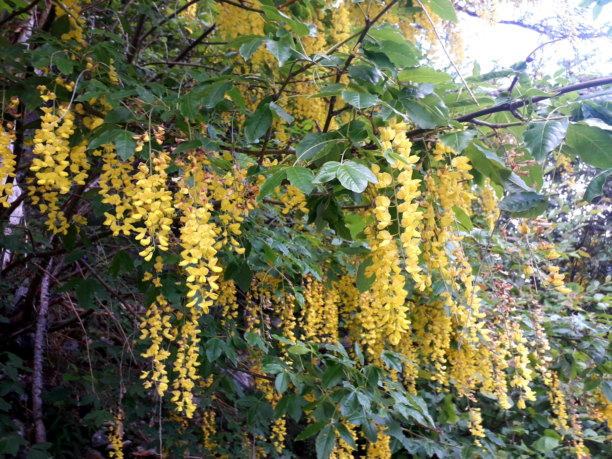 Laburnum alpinum
