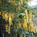 Alpine Laburnum - Photo (c) Tommy Andriollo, some rights reserved (CC BY), uploaded by Tommy Andriollo
