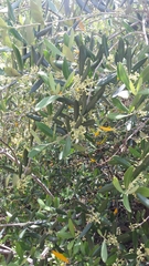 Olea europaea europaea