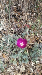 Clarkia purpurea
