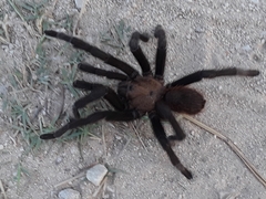 Aphonopelma anax