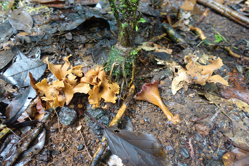 Clavulina craterelloides