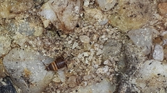 Myrmecophilus acervorum