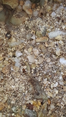 Myrmecophilus acervorum