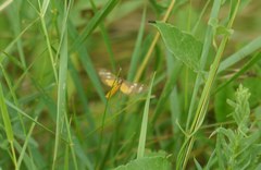 Dysauxes punctata