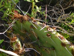 Opuntia mackensenii