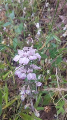 Collinsia