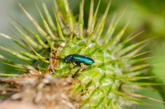 Psilothrix viridicoerulea