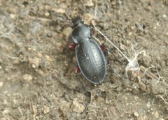 Carabus besseri
