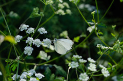 Pieris napi