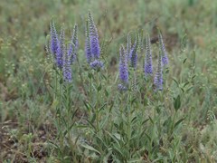 Veronica spicata