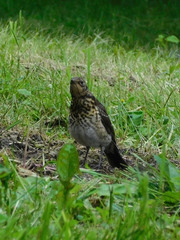 Turdus pilaris