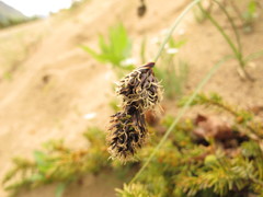 Carex sabulosa