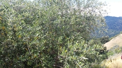 Olea europaea europaea
