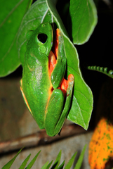 Agalychnis moreletii