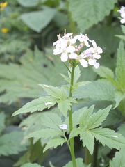 Cardamine macrophylla