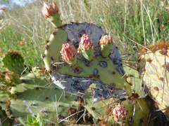Opuntia mackensenii