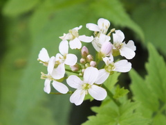 Cardamine macrophylla