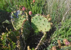 Opuntia mackensenii