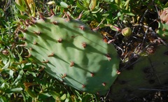 Opuntia mackensenii