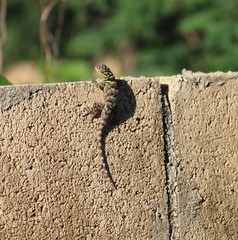 Sceloporus serrifer