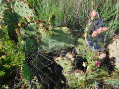 Opuntia mackensenii