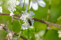 Psilothrix viridicoerulea