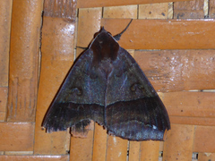 Thyas miniacea