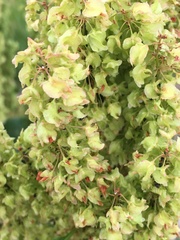 Rumex confertus