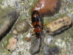 Badister lacertosus