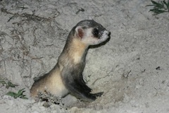 Mustela nigripes