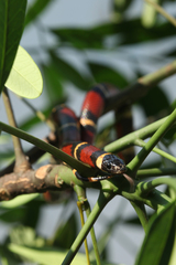 Lampropeltis polyzona