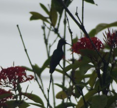 Anthracothorax nigricollis